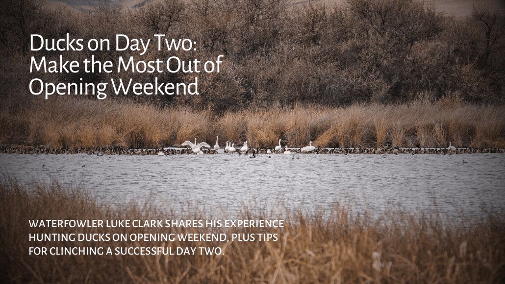 Ducks and decoys in the open water