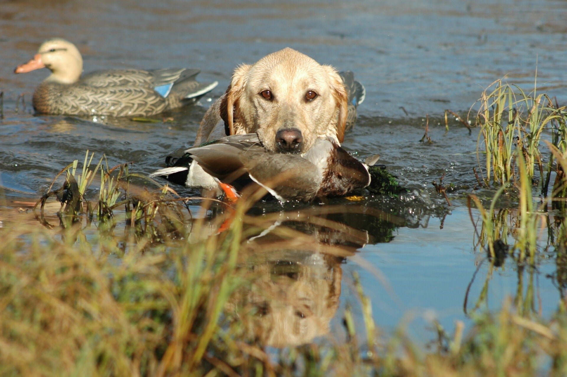 Pre-season decoy prep: 6 dos and don’ts to keep your rigs fresh