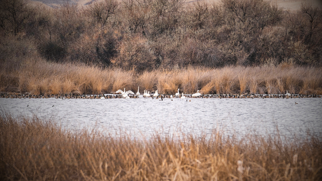 A flock of ducks standing near a body of water as waterfowl hunters look on.
