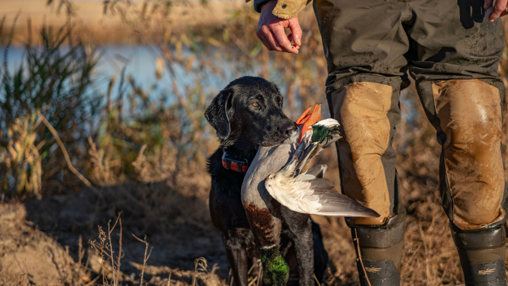 Duck hunter with duck dog, black lab holding duck in his mouth