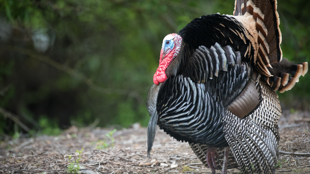 wild turkey