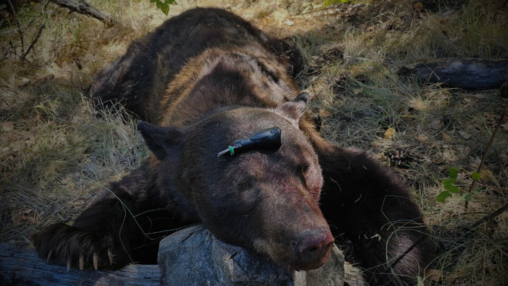 A large bear laying on the ground in the woods shown with the Wicked Rabbit predator call call on its head.
