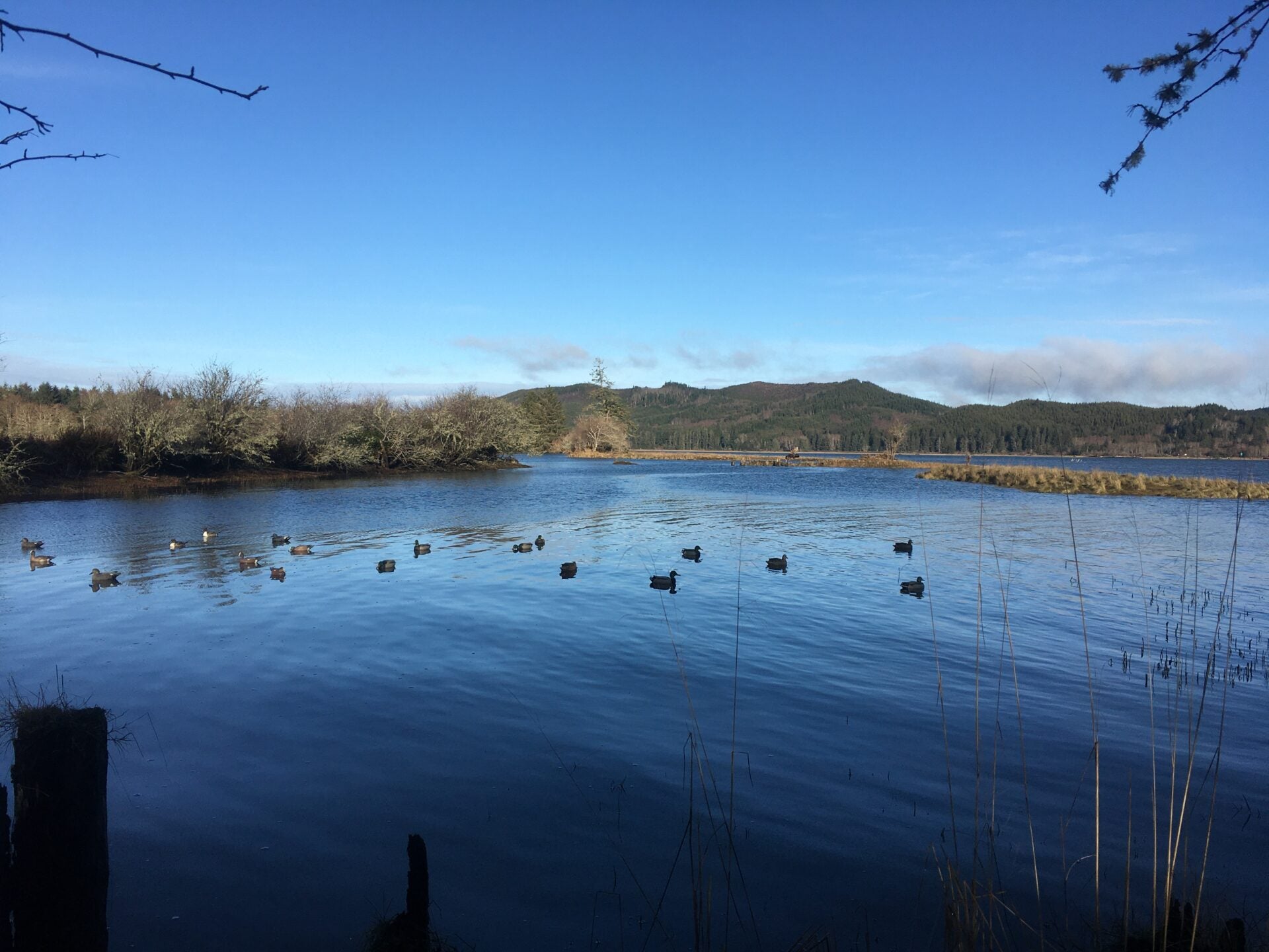 Top 5 duck and goose decoy spreads you have to try