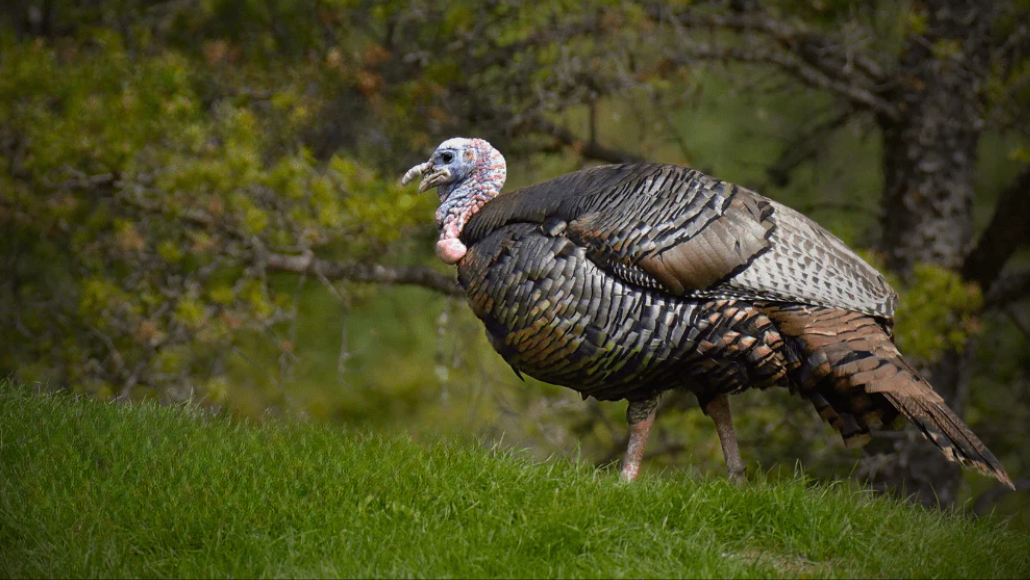 a turkey is standing on top of a grassy hill