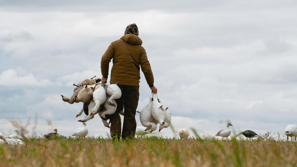 Snow goose waterfowler walking through field carrying decoys