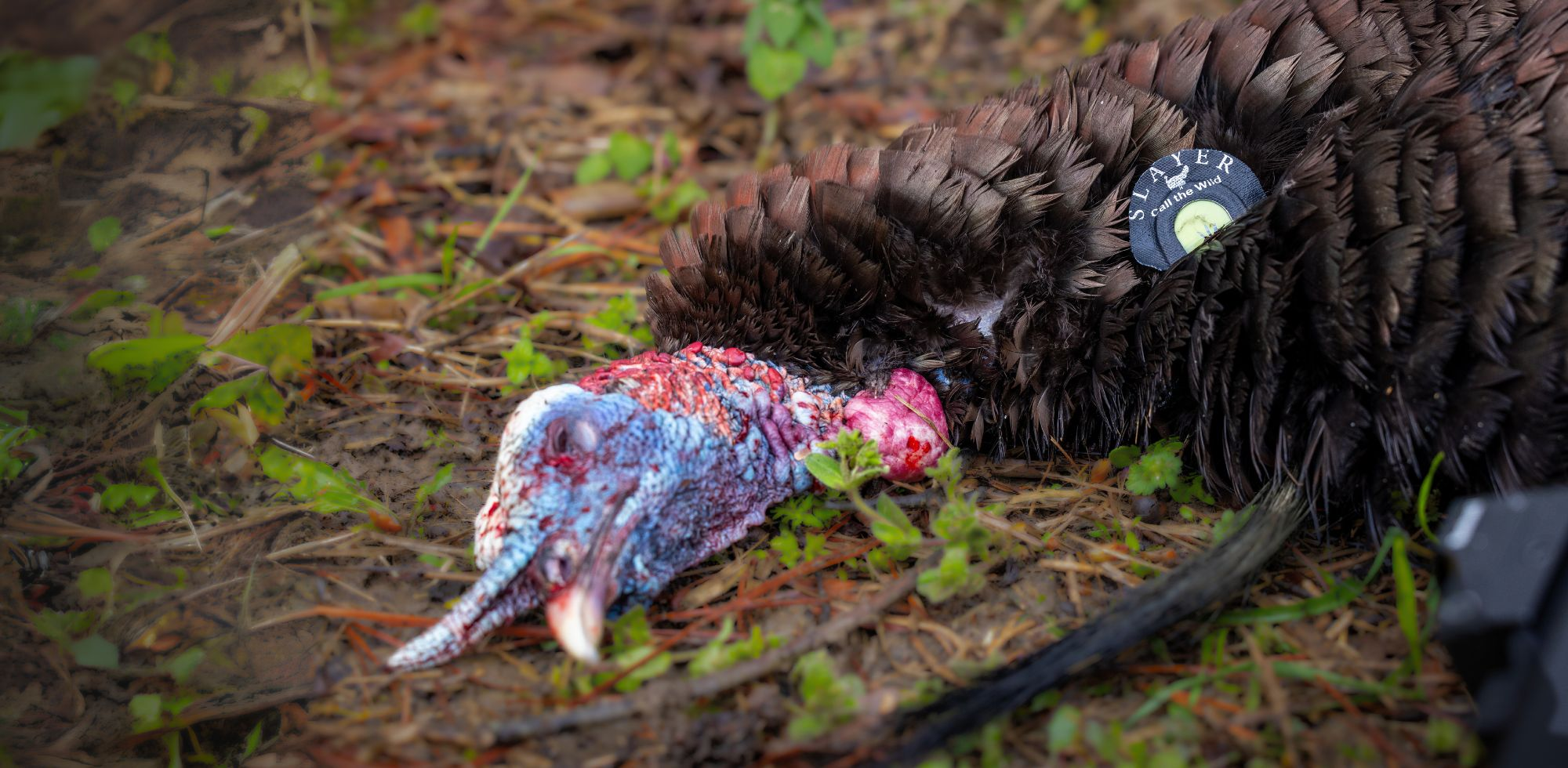 High-Performance Turkey Reeds