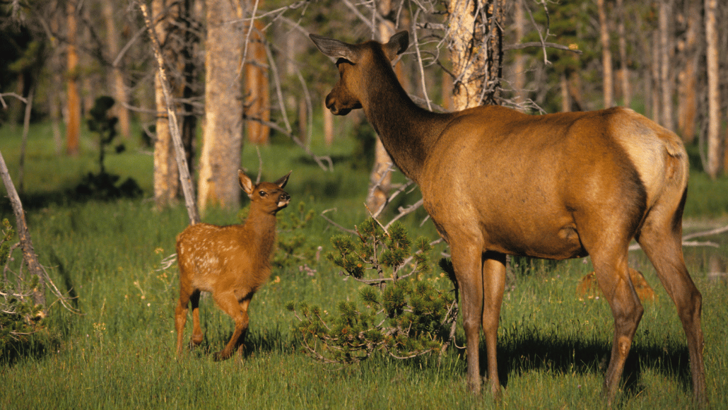 Distressed Calf Elk Calls