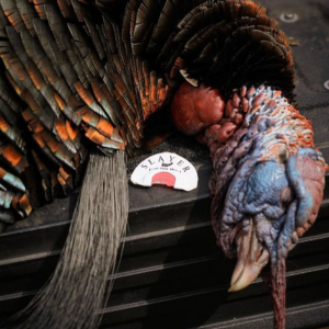 Close up of a turkey with Slayer's Fang Cutter - combo cut turkey mouth call.