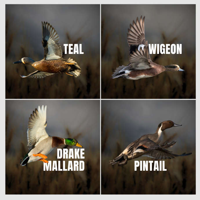 Side-by-side images of teal, wigeon, drake mallard, and pintail ducks in flight — species-specific sounds all produced by the versatile Slayer duck whistle.