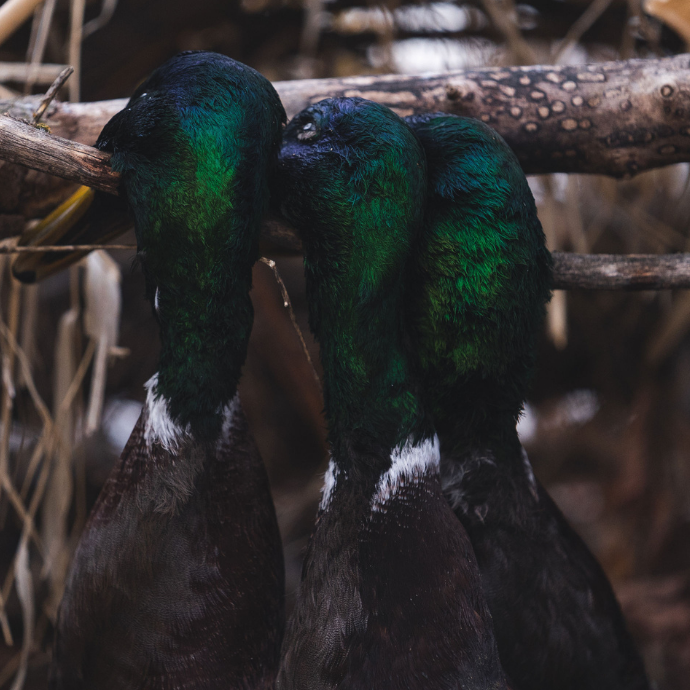 Slayer CUTDOWN 00 - Slayer Duck Calls