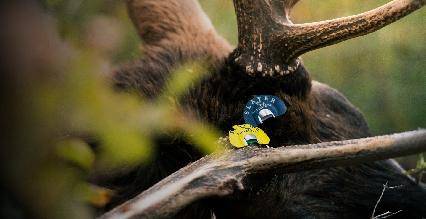 Two Slayer Calls elk diaphragms positioned on a downed bull elk in the field.