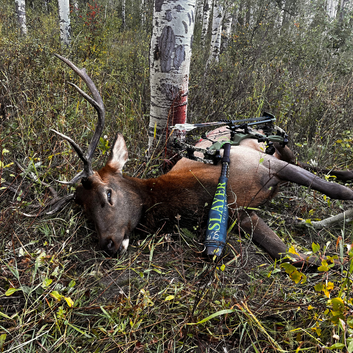 Harvested mature bull elk in rugged mountain terrain called in with the Enchantress Combo, Slayer’s push button cow call and attachable bugle tube