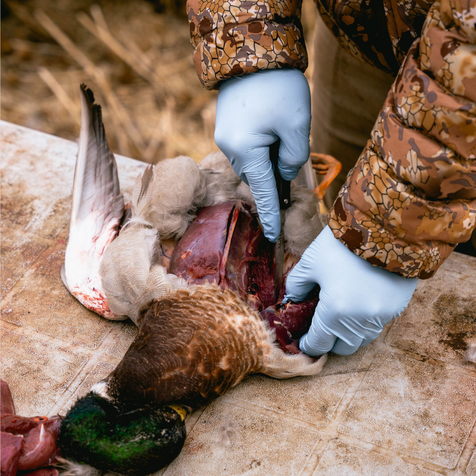Hunter field dressing a harvested mallard duck on a table, wearing camo jacket and blue gloves — preparing wild game meat after a successful waterfowl hunt.