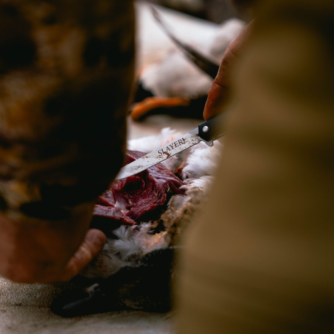 Field-dressing a duck where it dropped, Slayer style