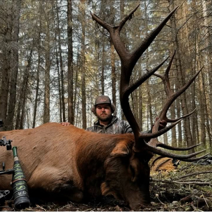 Elk hunter dressed in camo, kneeling behind a harvested mature 6x6 bull. Slayer's ArchAngel bugle tube is shown alongside the bull.