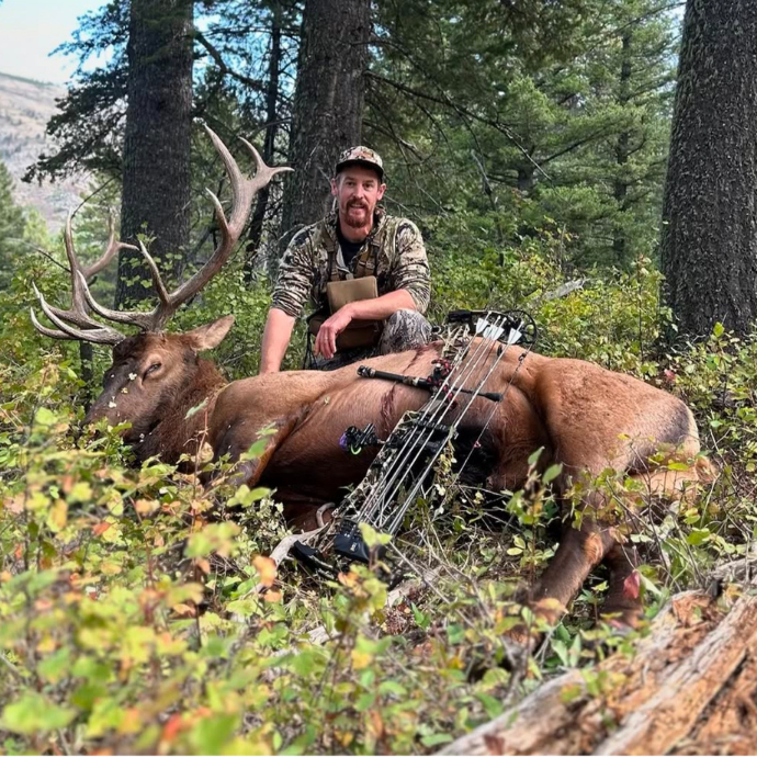 Elk hunter kneeling behind a mature bull elk with a bow leaned up against the bulls midsection.
