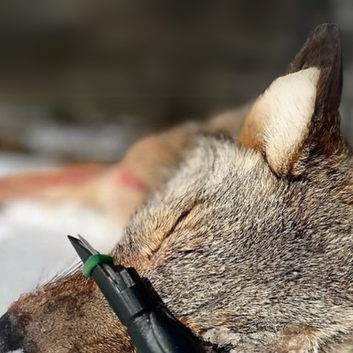 Wicked Rabbit predator call by Slayer Calls placed on a harvested coyote — proven distress call for effective predator hunting in winter conditions.