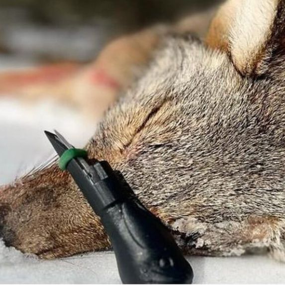 Predator call on coyote
