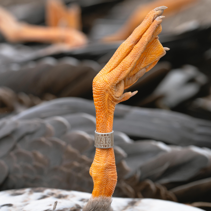 Close up image of a banded speckle belly goose during Arkansas speck opener.