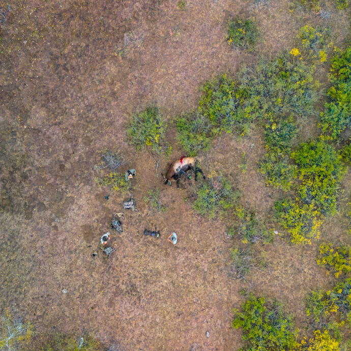 Drone shot of freshly harvested bull elk called in by hunters using Slayer's premium elk calls