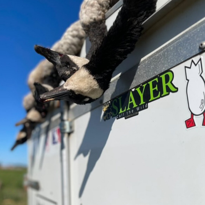 Harvested Canada geese hanging from a trailer with a visible Slayer Calls logo decal affixed next to the popular Divebomb Industries Sticker