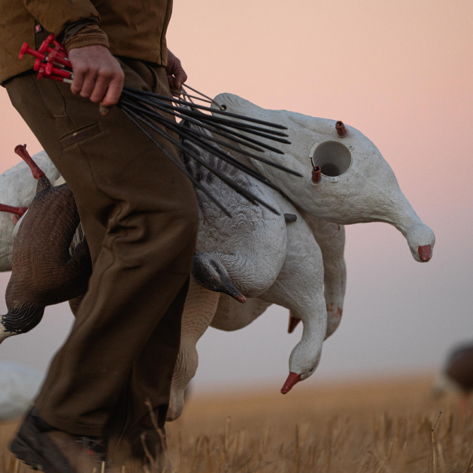 Waterfowl hunter holding goose decoys with a sunset or sunrise in the background