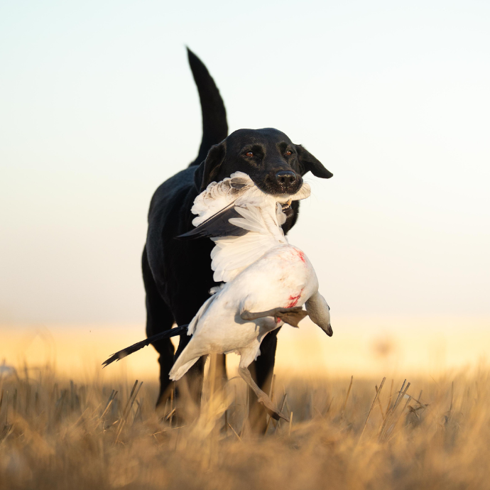 Black lab retrieving a with a snow goose in a Canadian field at sunset