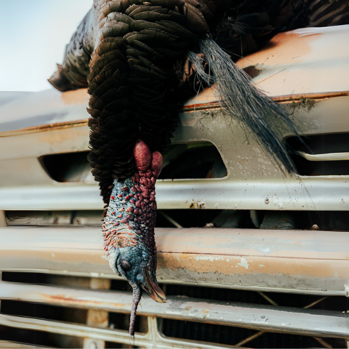 Harvested wild turkey draped over the front grill of a weathered truck, showcasing the bird’s beard, iridescent feathers, and vibrant red and blue head.