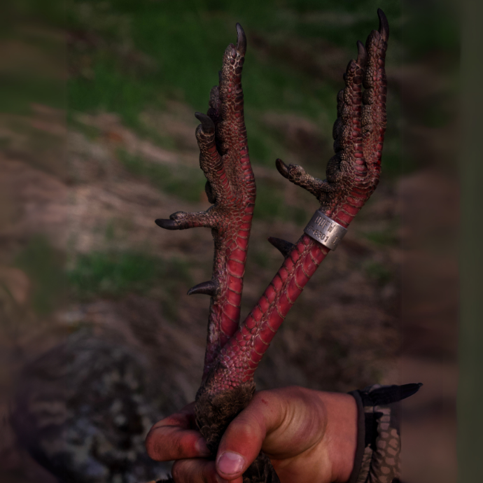 Close-up of a hunter holding banded wild turkey legs, showing sharp spurs and a visible leg band, symbolizing a successful and rare harvest.