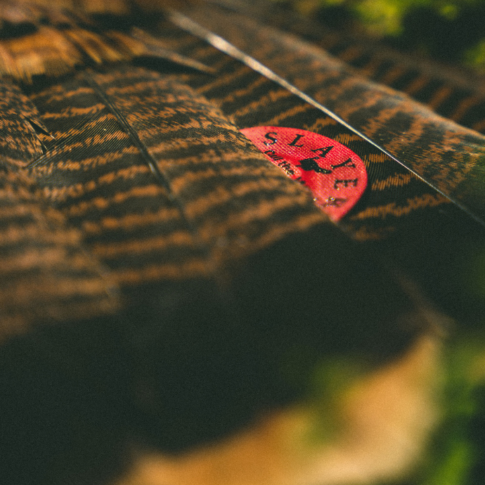 Close-up of wild turkey feathers with a red Slayer Calls turkey call - the Straight Double diaphragm - resting on top, blending into the natural texture and lighting.