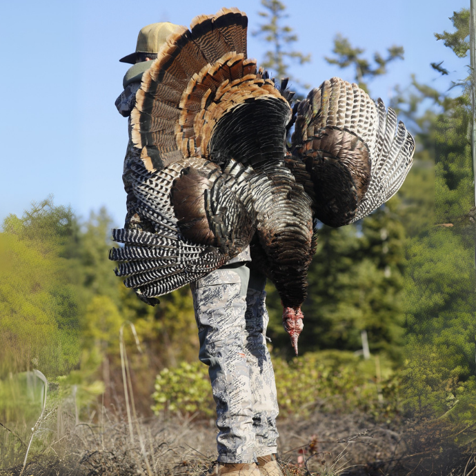 Hunter standing in the field carrying a large wild turkey over their shoulder, tail fan fully spread against a bright blue sky and forested backdrop.