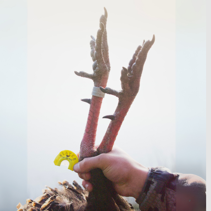 Hunter holding up the legs of a harvested turkey with a yellow Slayer Choppy Hen mouth call tucked between the toes, symbolizing a successful hunt.