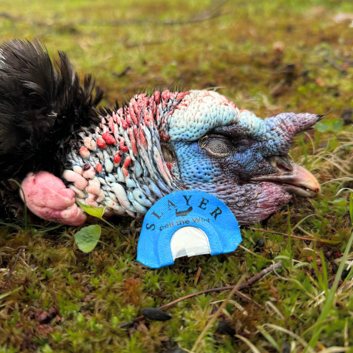 Slayer’s The Cutter turkey diaphragm call in blue, displayed in front of a harvested gobbler with vibrant head coloration on mossy forest ground.