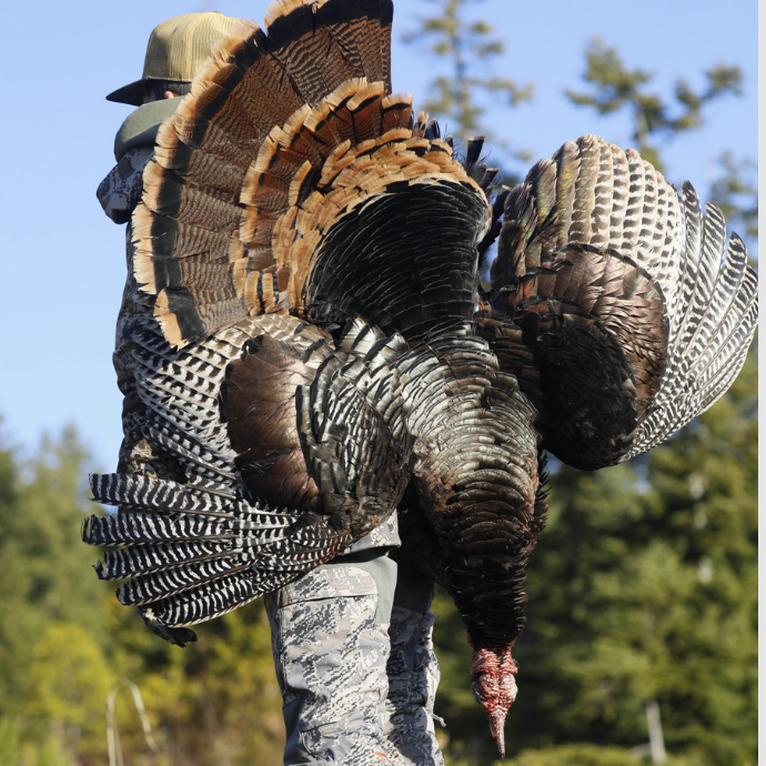 Hunter carrying a mature wild turkey over the shoulder, showcasing full fan and iridescent feathers after a successful spring hunt.