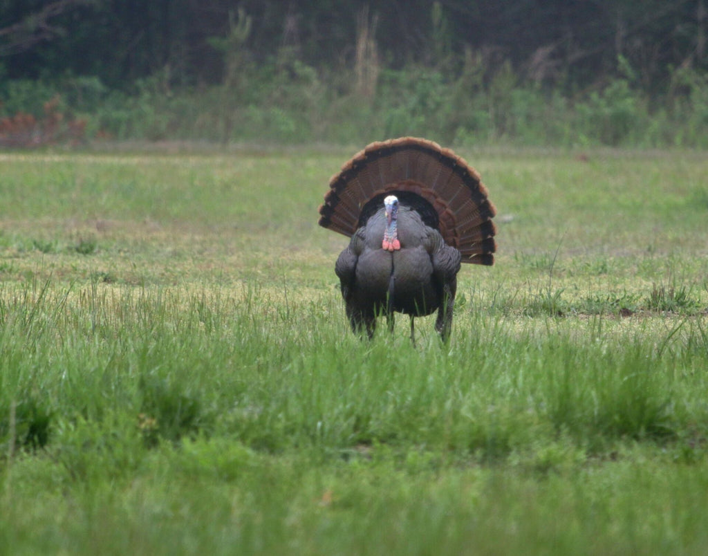 Slayer Calls launches six turkey mouth calls