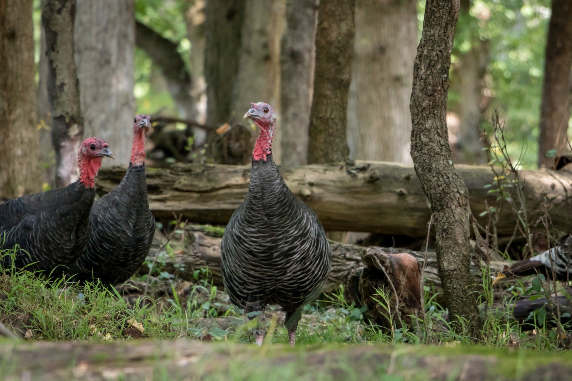 Pre-Season Turkey Scouting Q&A