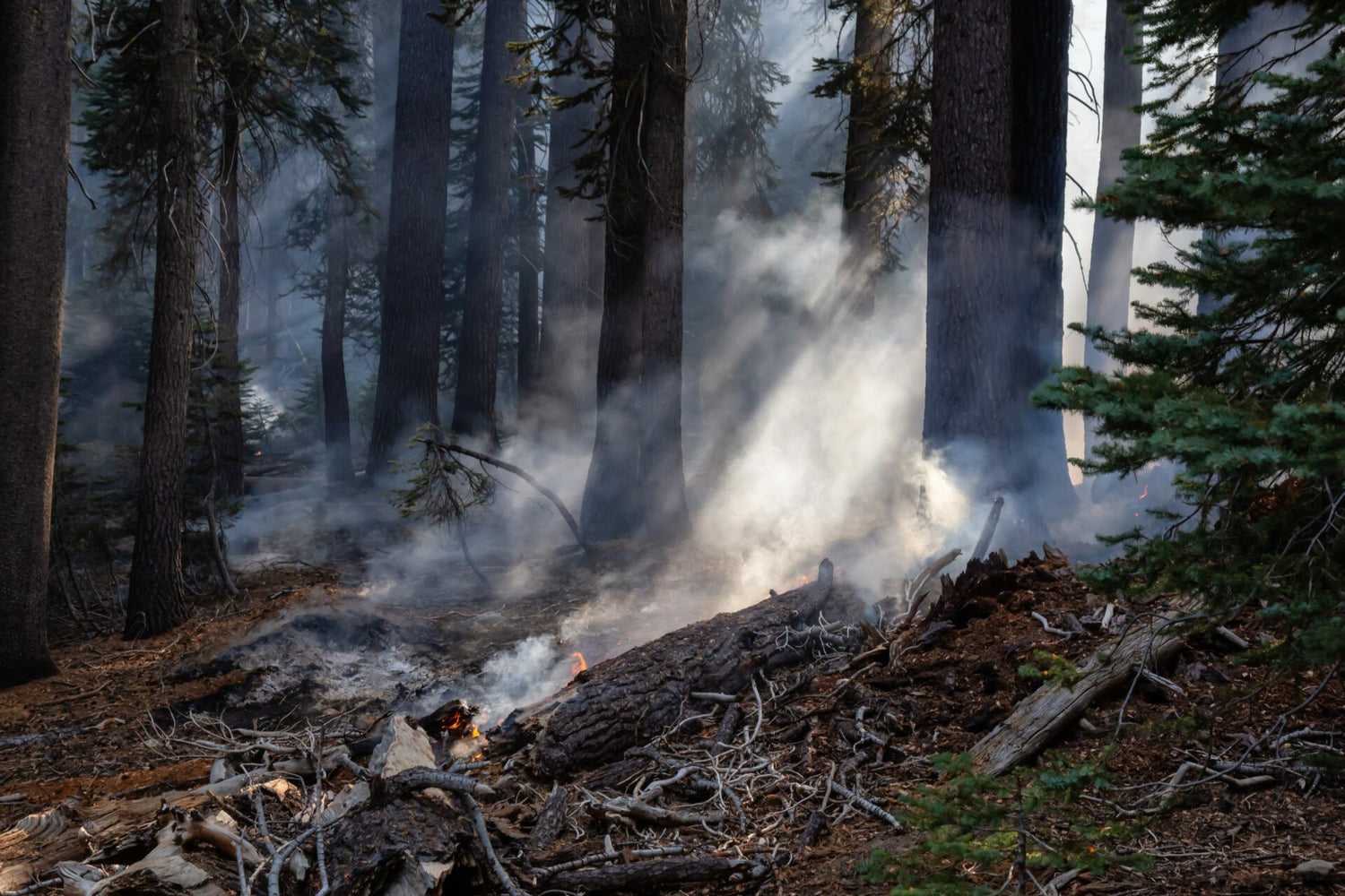 4 hot weather elk hunting tips: Beat the heat