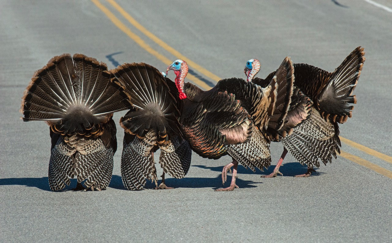 10 tips for a successful turkey hunting road trip