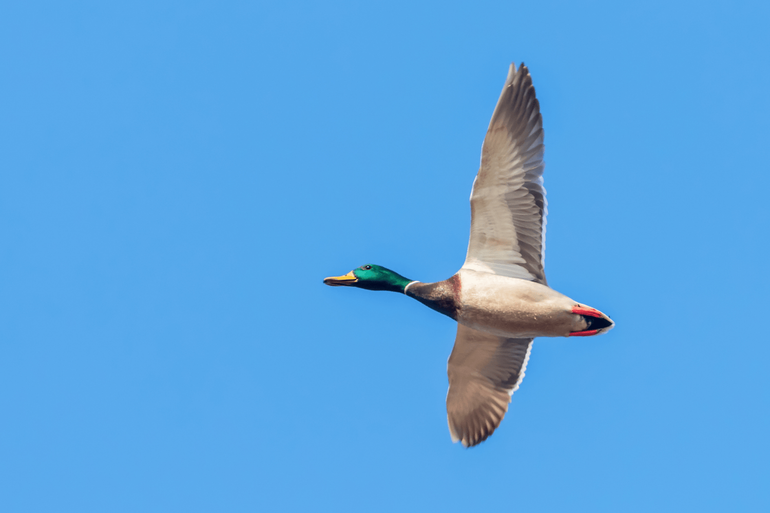 How to hunt on bluebird days: Part 2