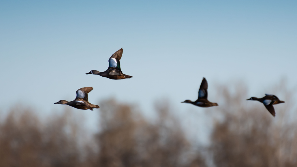 Teal Season Traditions