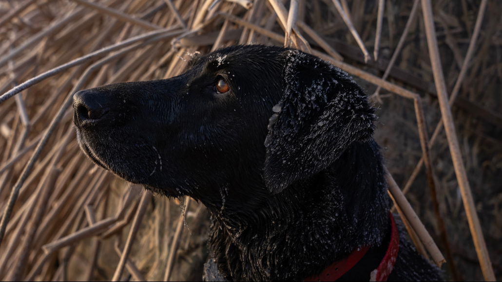 a black lab in a duck blind with frost visible on her coat