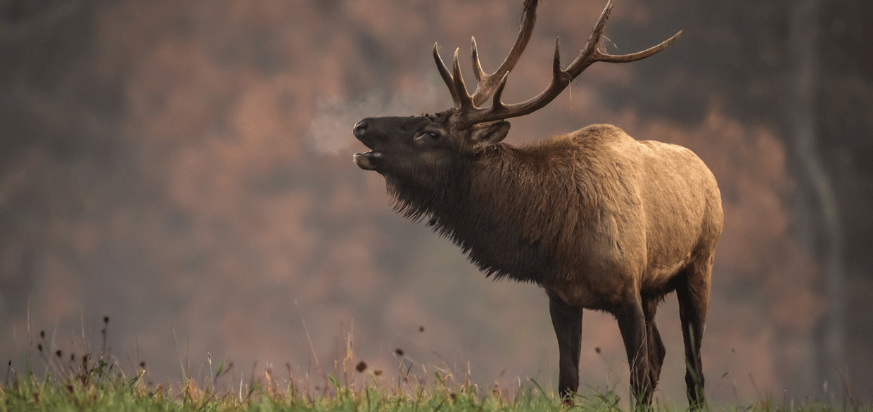 Slayer Calls launches its first set of big game hunting calls