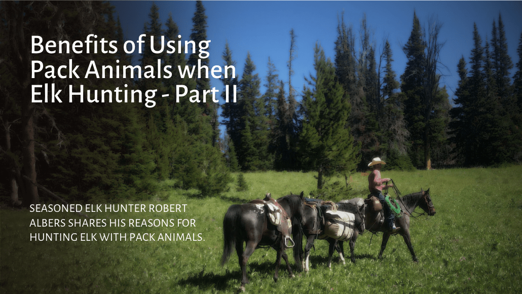 Elk hunting with pack animals: Part II