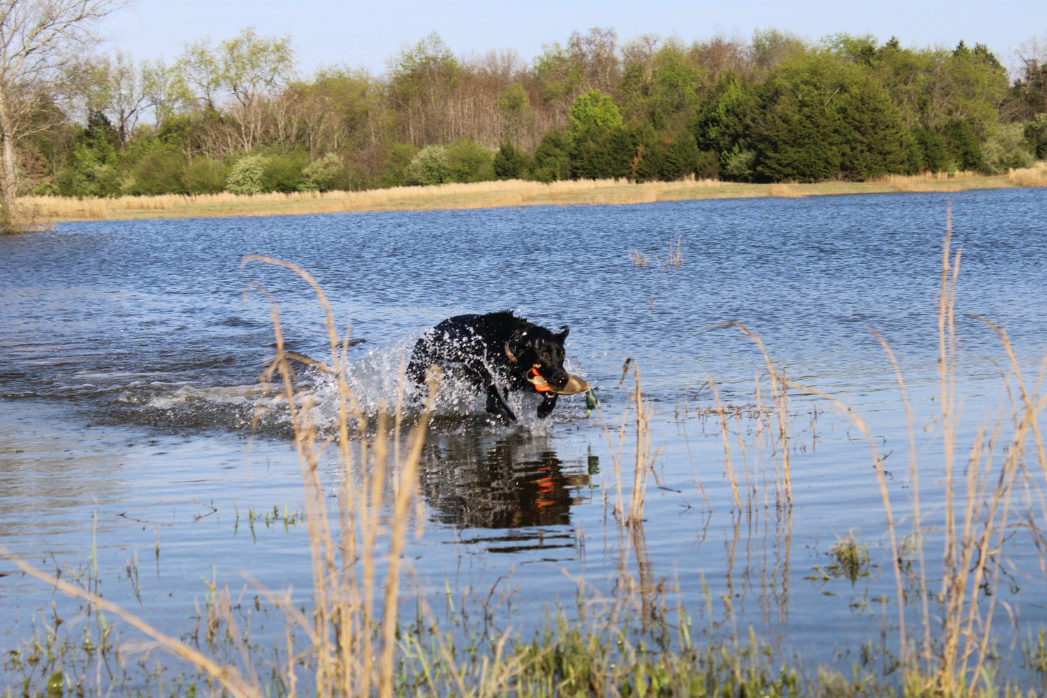 Why I duck hunt: The magic and grace of Labrador retrievers at work