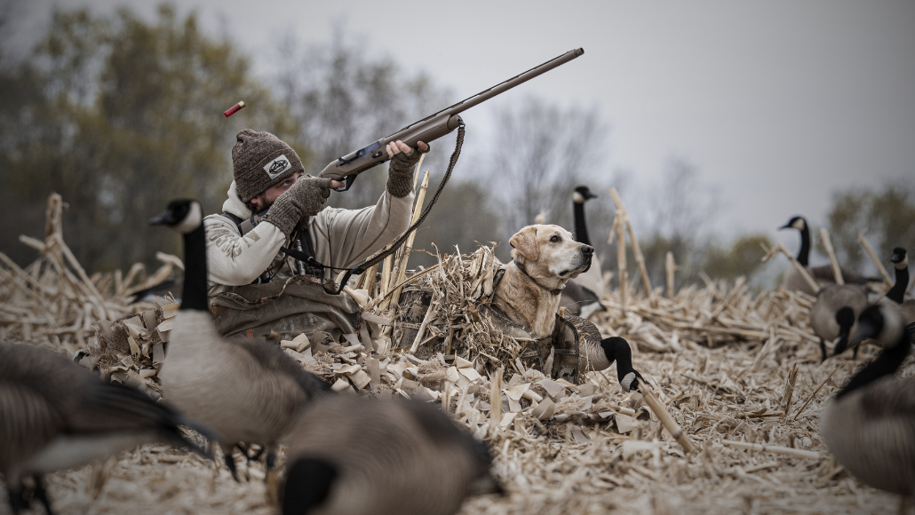 A waterfowl hunter aiming at a flock of Canada geese in a winter field with geese decoys and his yellow lab by his side ready for retrieve