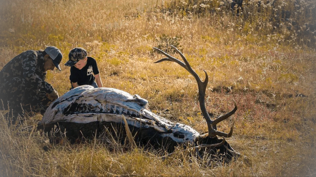 An elk hunter and his son breaking down elk in the grass.