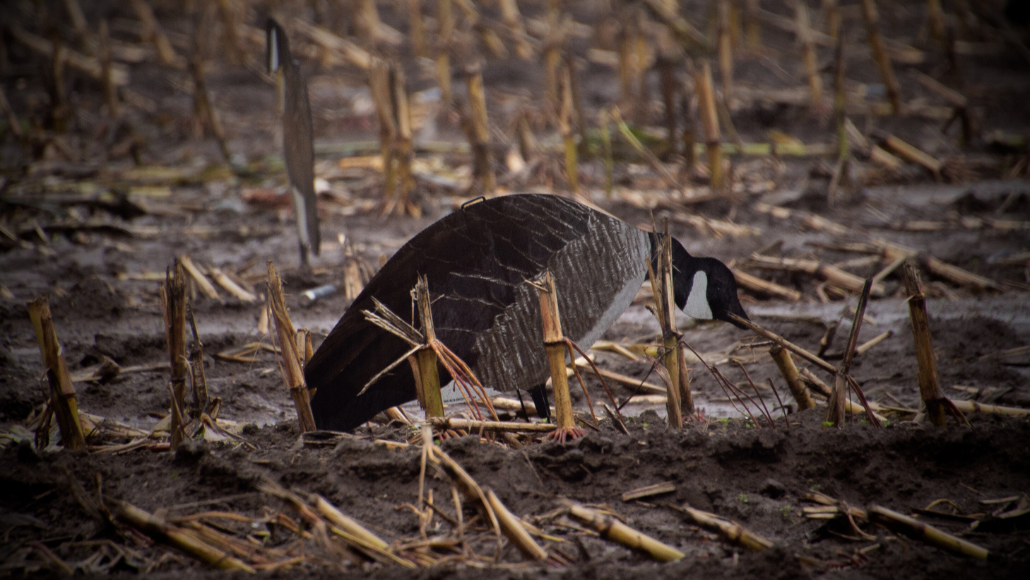 a flat Canada goose decoy placed  in the middle of a corn field
