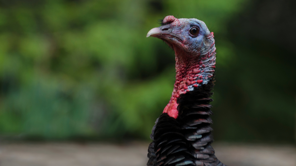 a close up of a jake turkey 