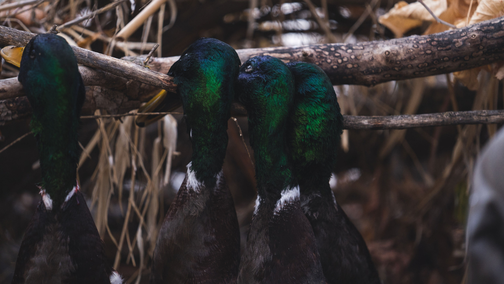 a group of mallard ducks hanging on a branch in the woods