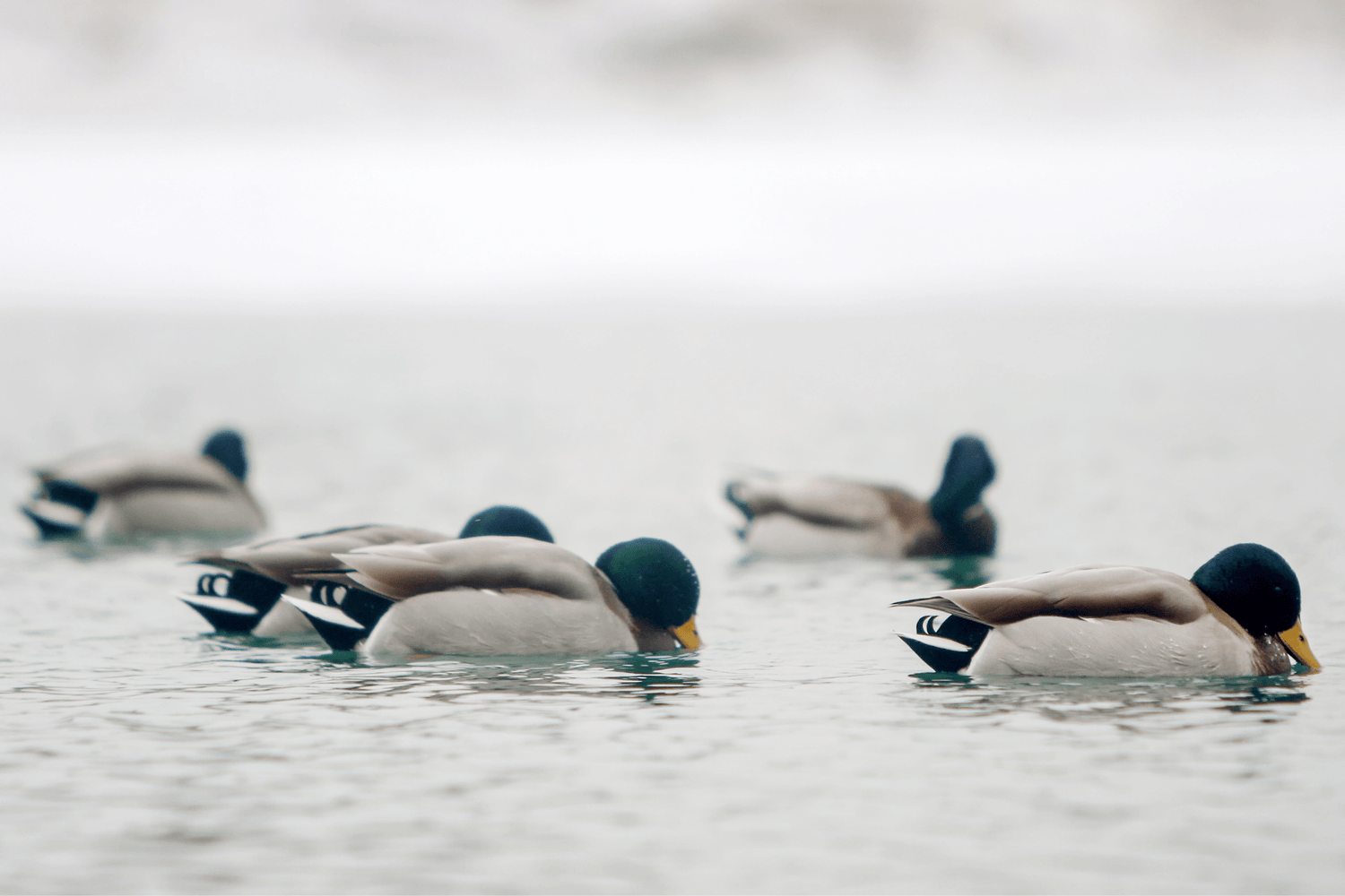 Duck hunting in freezing, icy weather: Waterfowl hunting in all weather conditions, Part 3